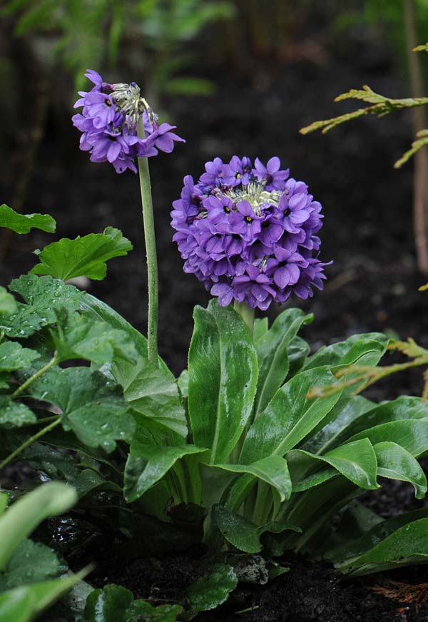 Primula chionantha  sinopurpurea 1559)